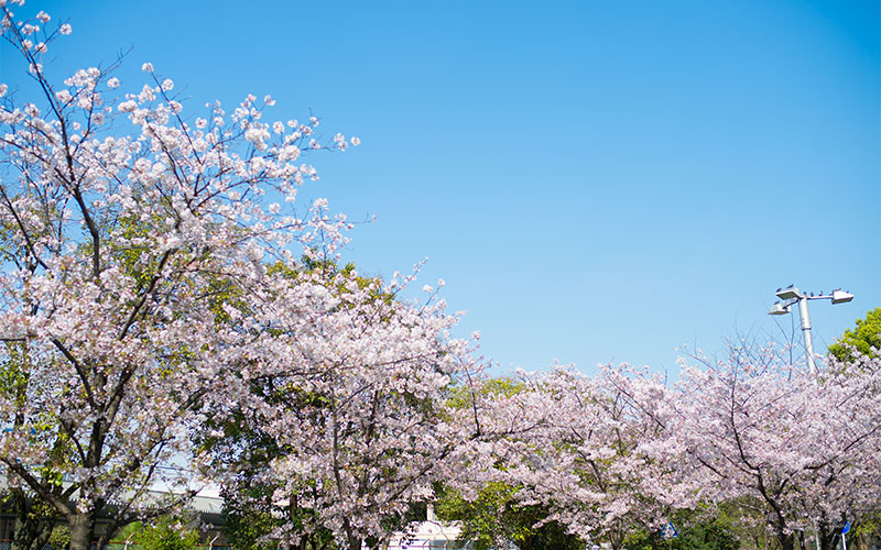 Ohno river promenade (ryokuin road) with cherry trees