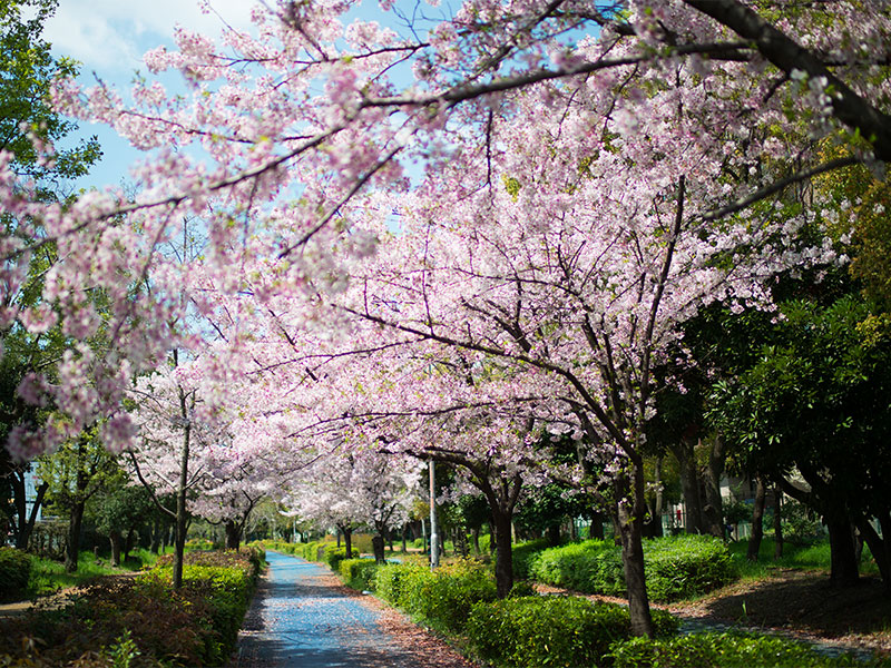 Ohno river promenade (ryokuin road) with cherry trees