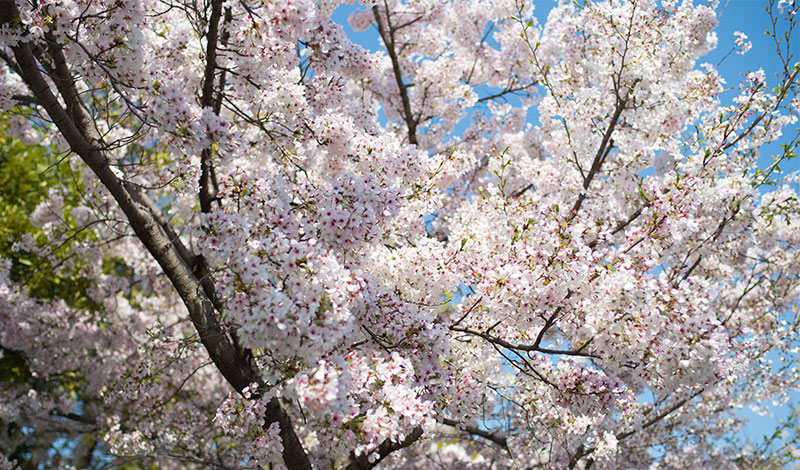 Ohno river promenade (ryokuin road) with cherry trees