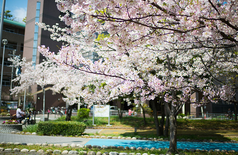 Ohno river promenade (ryokuin road) with cherry trees