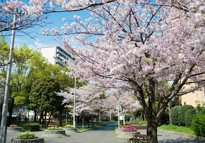 Ohno river promenade (ryokuin road) with cherry trees