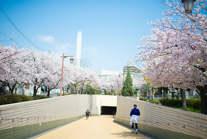 Ohno river promenade (ryokuin road) with cherry trees