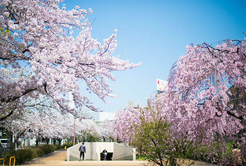 Ohno river promenade (ryokuin road) with cherry trees