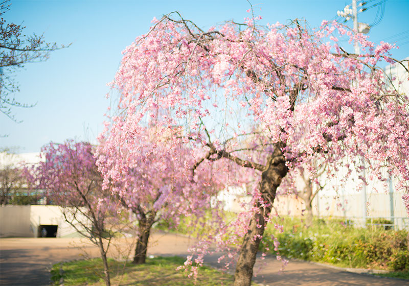 Ohno river promenade (ryokuin road) with cherry trees