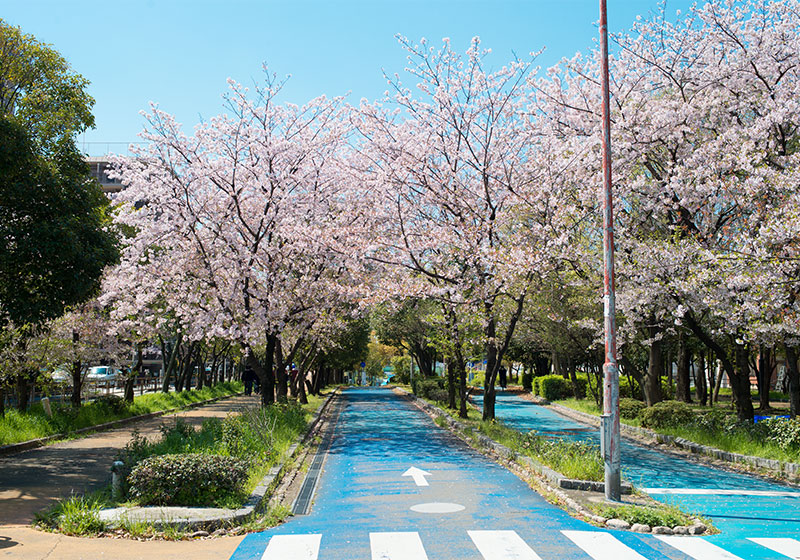 Ohno river promenade (ryokuin road) with cherry trees