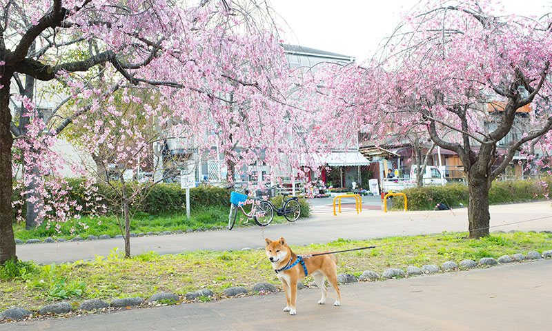 Ohno river promenade (ryokuin road) with cherry trees