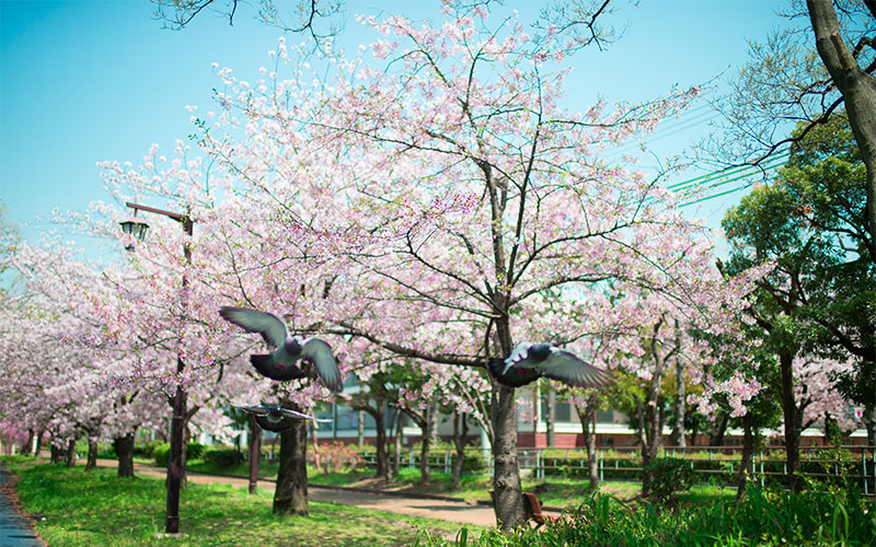 Ohno river promenade (ryokuin road) with cherry trees