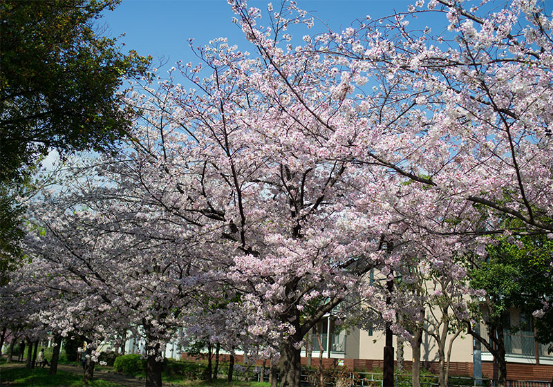 Ohno river promenade (ryokuin road) with cherry trees