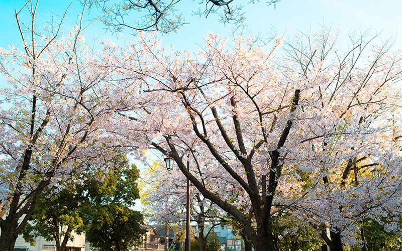 Ohno river promenade (ryokuin road) with cherry trees