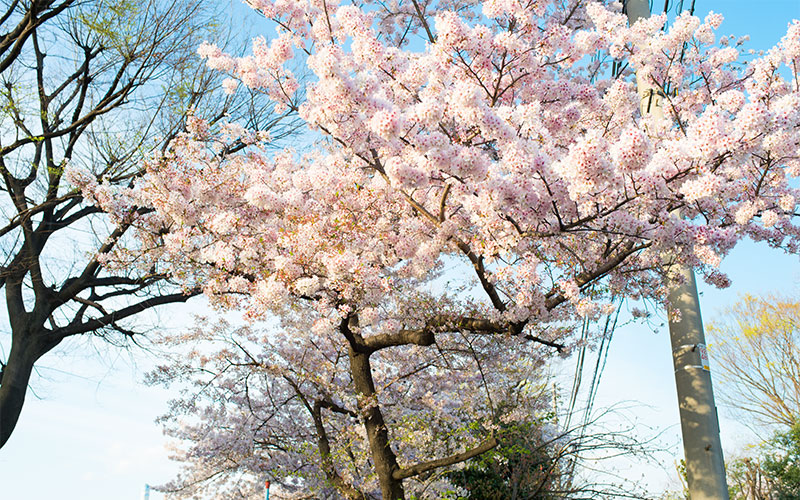 Ohno river promenade (ryokuin road) with cherry trees