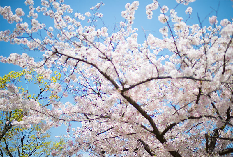 Ohno river promenade (ryokuin road) with cherry trees