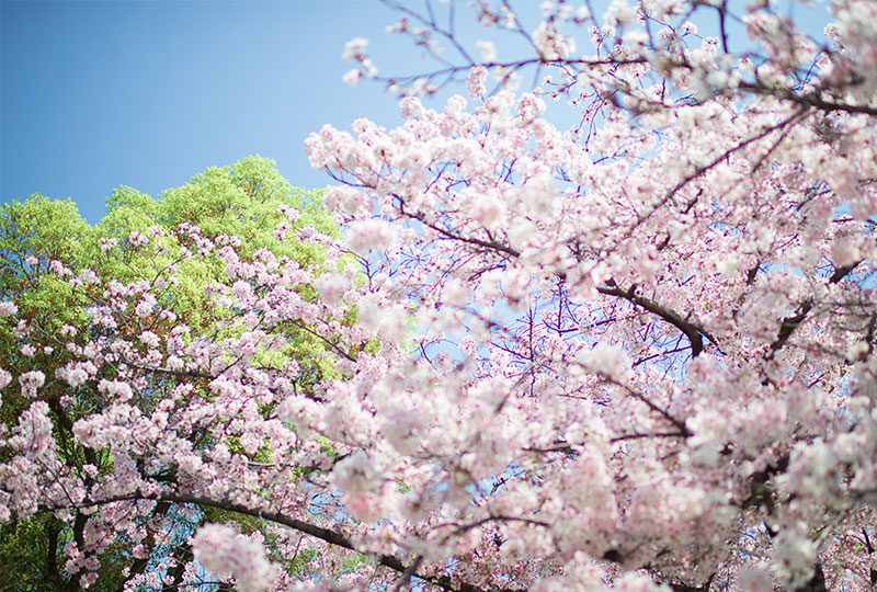 Ohno river promenade (ryokuin road) with cherry trees