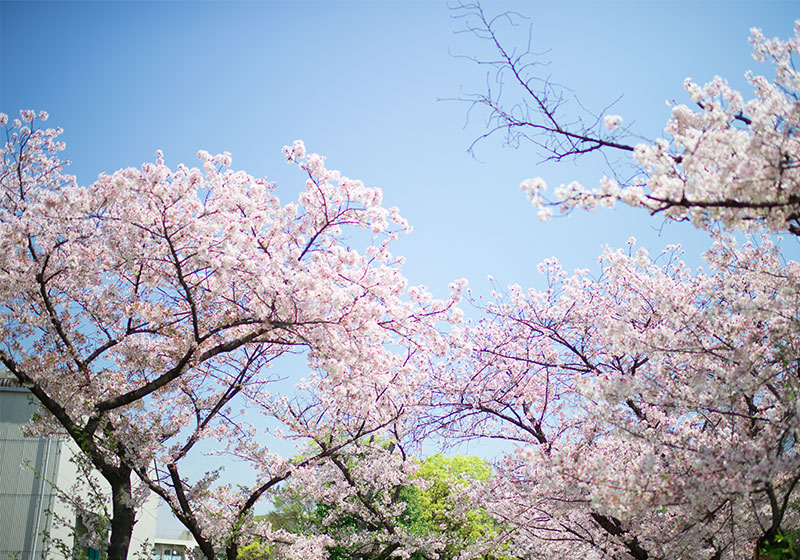 Ohno river promenade (ryokuin road) with cherry trees