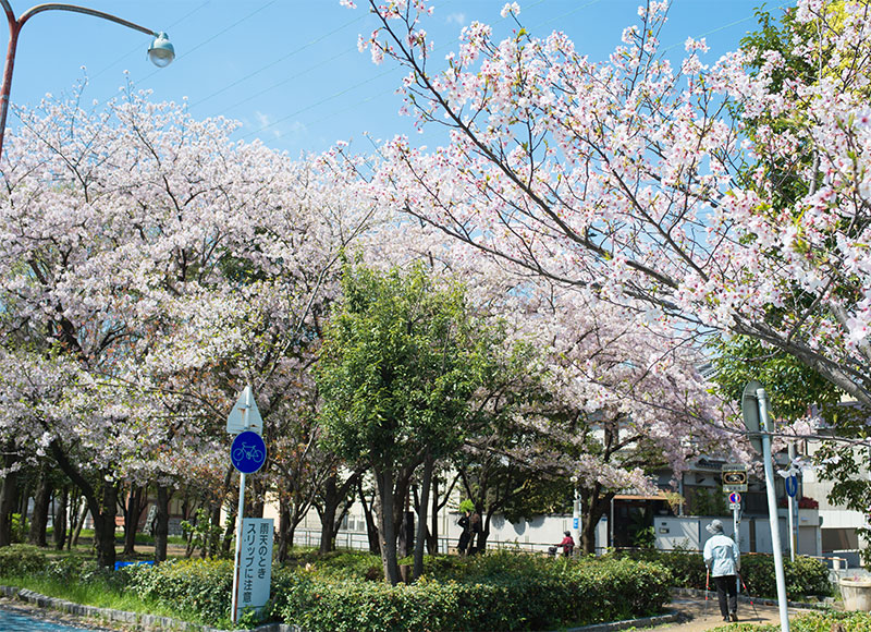 Ohno river promenade (ryokuin road) with cherry trees