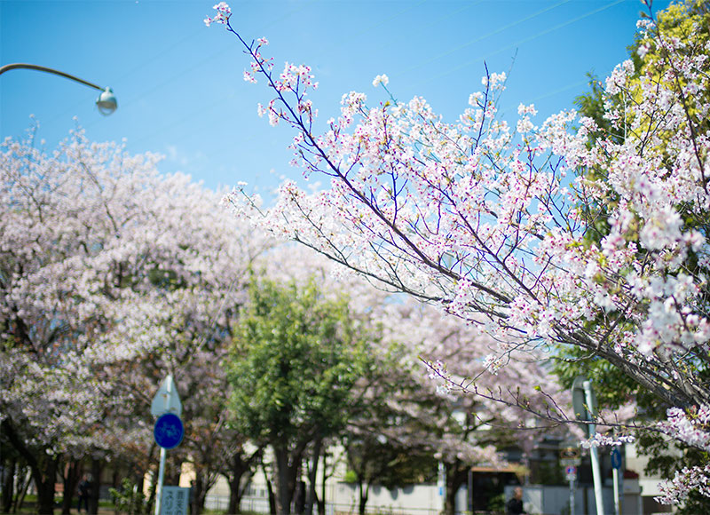 Ohno river promenade (ryokuin road) with cherry trees