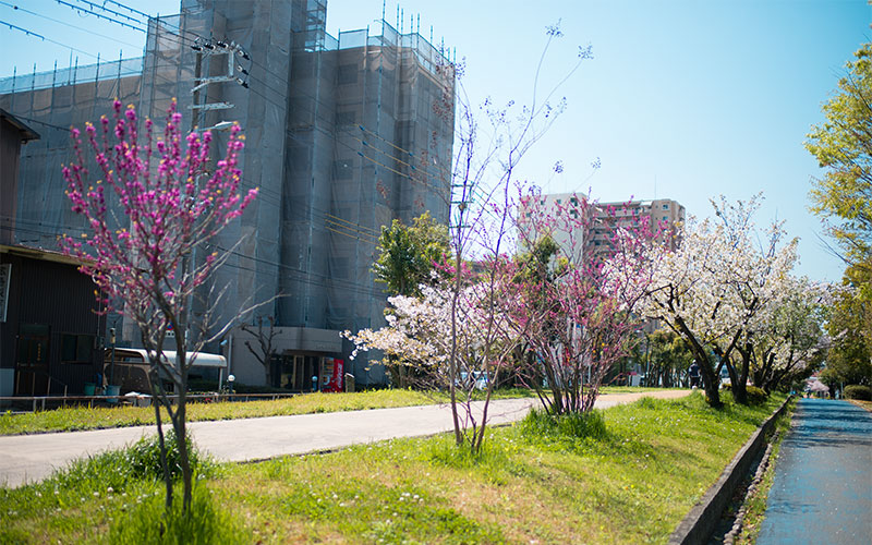 Ohno river promenade (ryokuin road) with cherry trees