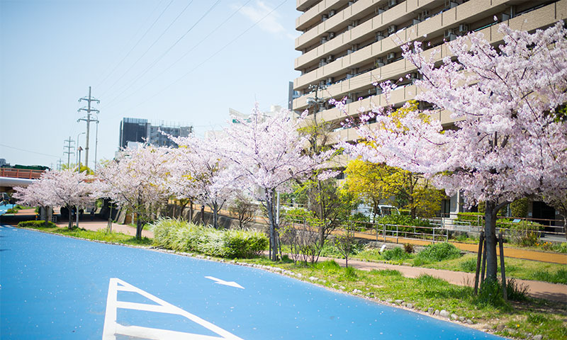 Ohno river promenade (ryokuin road) with cherry trees