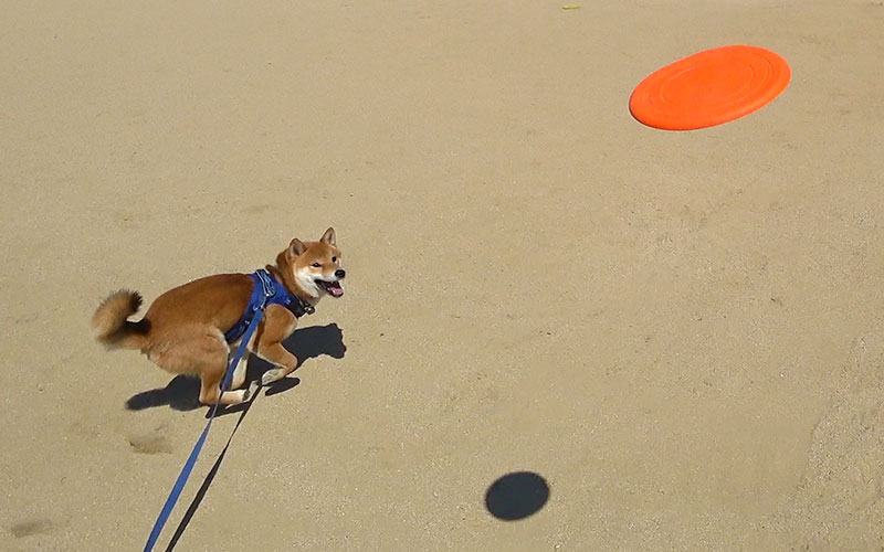 Shiba Inu, Amo-san, chasing Frisbee