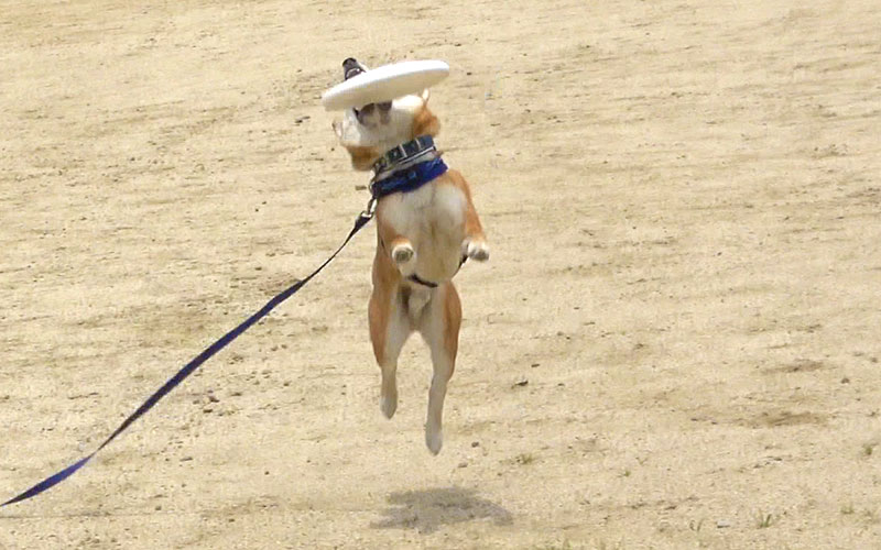 Shiba Inu, Amo-san, catching Frisbee in his mouth