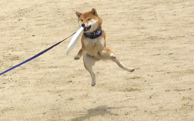 Shiba Inu, Amo-san, catching Disc in his mouth