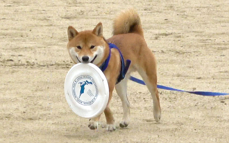 Shiba Inu, Amo-san, holding Frisbee in his mouth