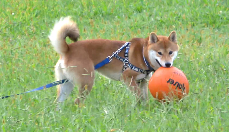 Shiba inu, Amo-san, and basketball