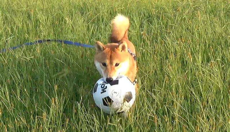 Shiba inu, Amo-san, and soccer ball