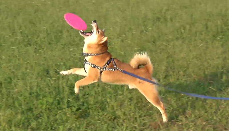 Shiba inu, Amo-san, chasing frisbee