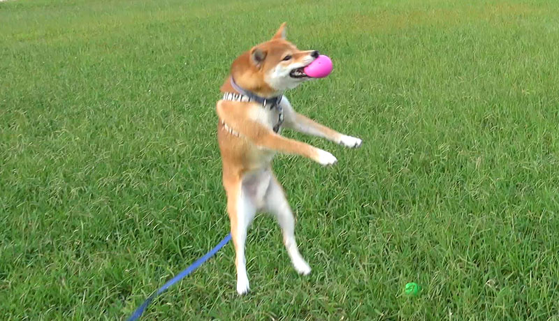 Shiba inu, Amo-san, catching the ball