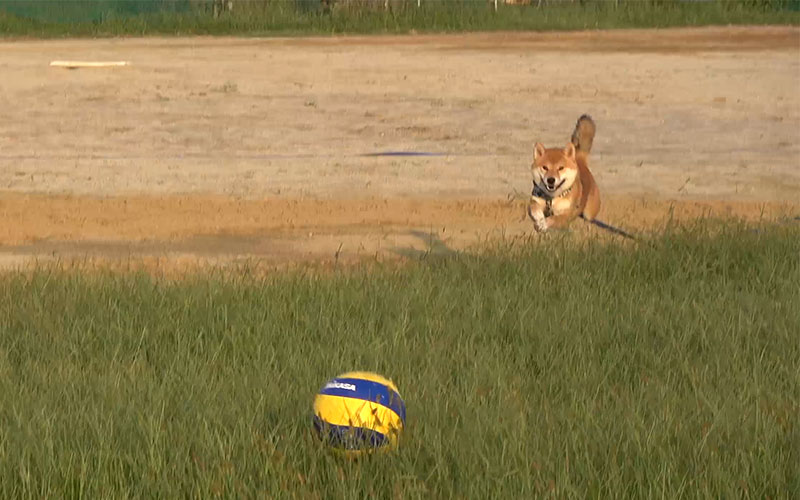 Shiba inu, Amo-san, chasing volley ball