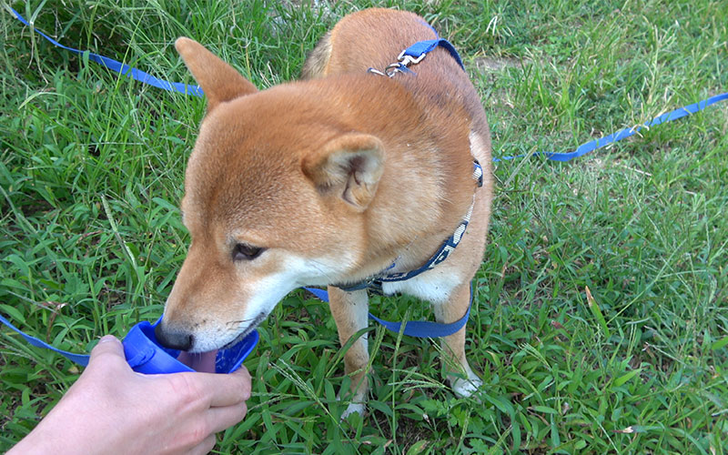 Shiba inu, Amo-san, drinking water