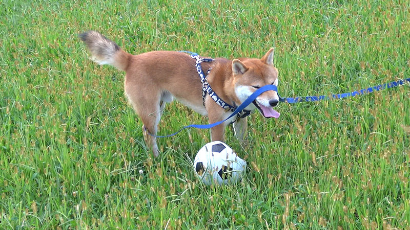 Shiba inu, Amo-san, taking a rest