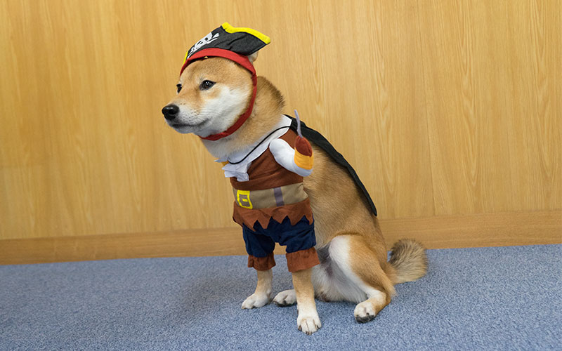 Cool Shiba inu, Amo-san, sitting