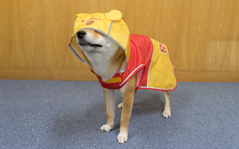 Shiba inu, Amo-san, can see nothing by hood