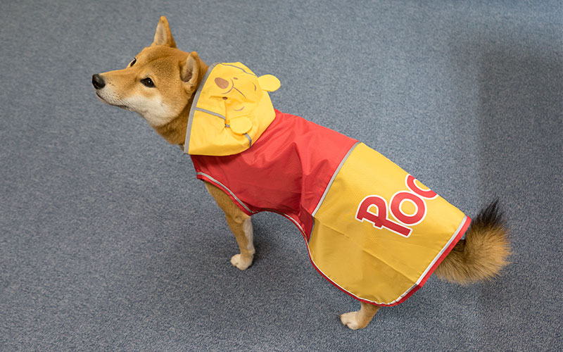 Shiba inu, Amo-san, having raincoat