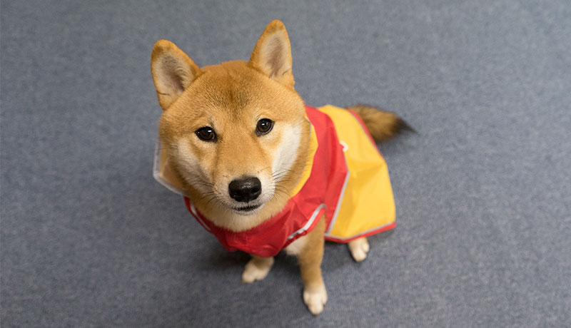 Shiba inu, Amo-san, and raincoat for dogs