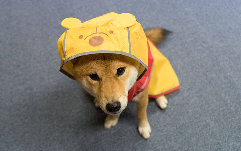 Cool Shiba inu, Amo-san, sitting