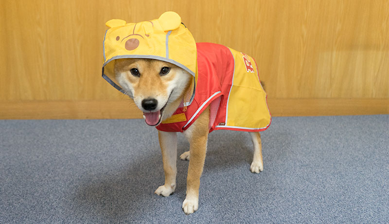 Shiba inu, Amo-san, wearing hood