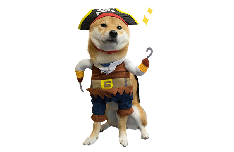 Shiba inu, Amo-san, being pirate