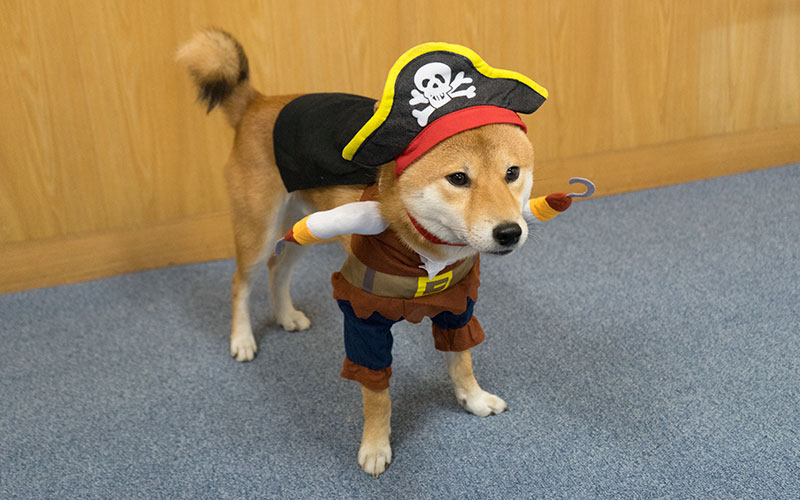 Shiba inu, Amo-san, having pirate costume
