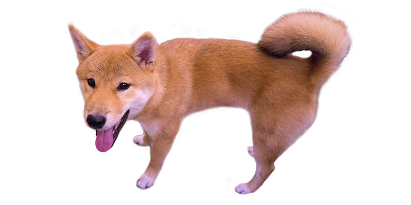 Shiba Inu's Amo-san