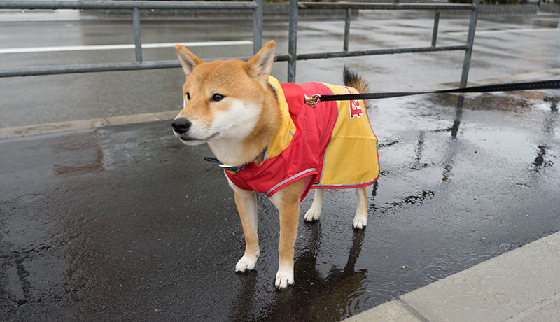 Shiba Inu, Amo-san, wearing raincoat