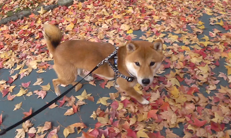 Shiba Inu, Amo-san, walking on a carpet of fall leaves