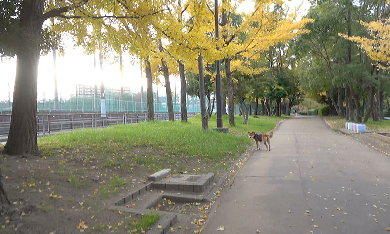 Shiba Inu, Amo-san, walking on promenade with fall leaves