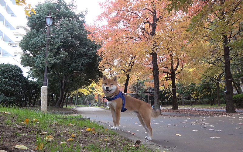 Shiba Inu, Amo-san, with fall leaves