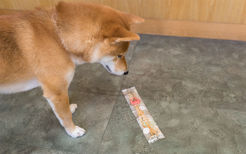 Shiba Inu, Amo-san, wanting snacks so badly