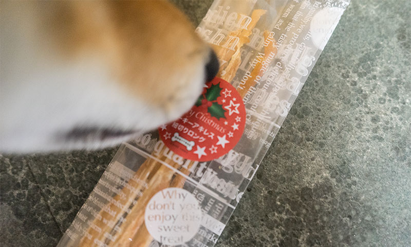 Shiba Inu, Amo-san, checking snacks carefully