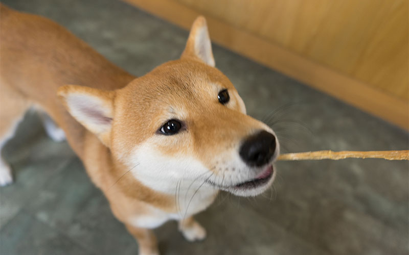 Shiba Inu, Amo-san, having snacks