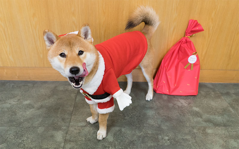 Shiba Inu, Amo-san, sticking his tongue out with Santa Claus costume