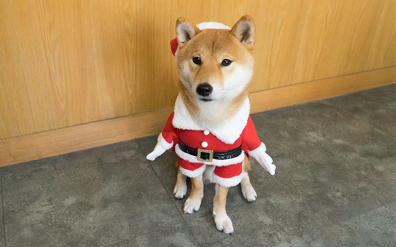 Shiba Inu, Amo-san, sitting with Santa Claus costume